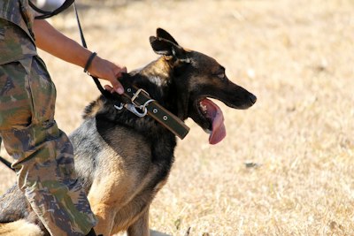 Working dog in harness